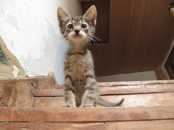 katzenkind
