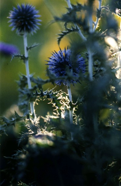 distel
