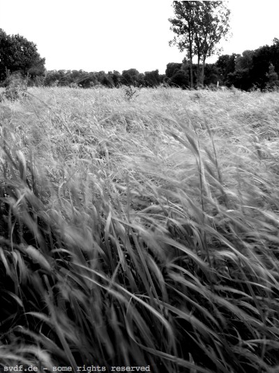 wind_gras_sept_mono