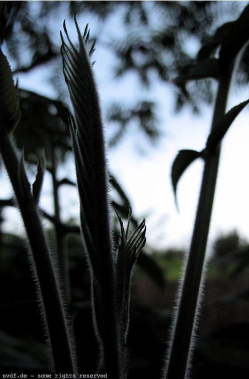 essigbaum