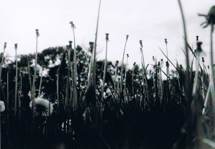 pusteblumen