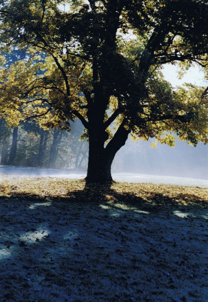 baumschatten