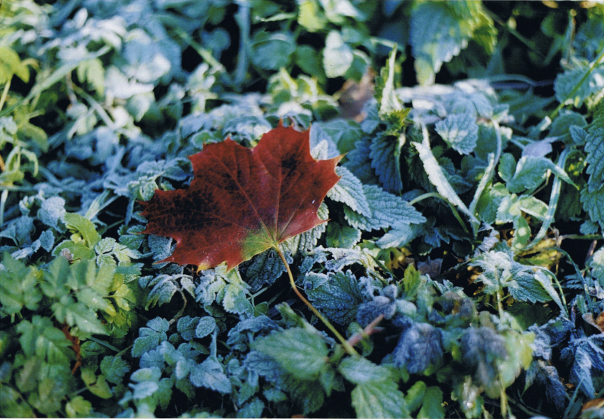 rotes_blatt